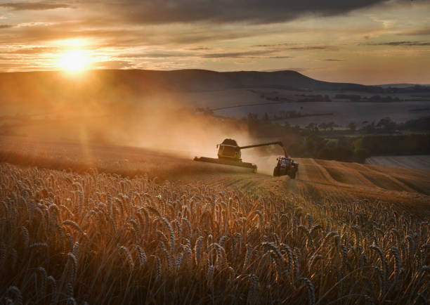 Trinciatura in campo al tramonto